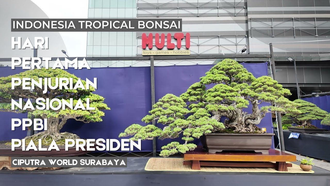 Hari pertama penjurian nasional PPBI Piala Presiden Bonsai 2024