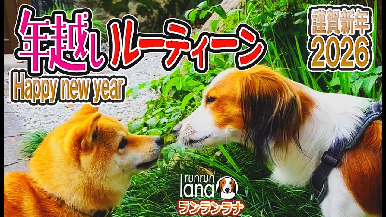 2026新年あけおめです　年越しルーティーン　おだやかな年末年始　いつもの中にある幸せ　　＃コーイケルホンディエ　#163