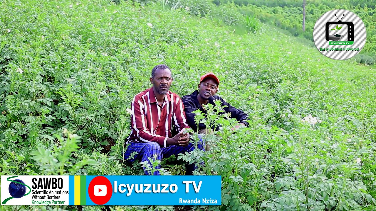 Nirihe banga muri Nyaruguru bari gukoresha mu buhinzi bw'ibirayi? Menya byinshi utaruzi