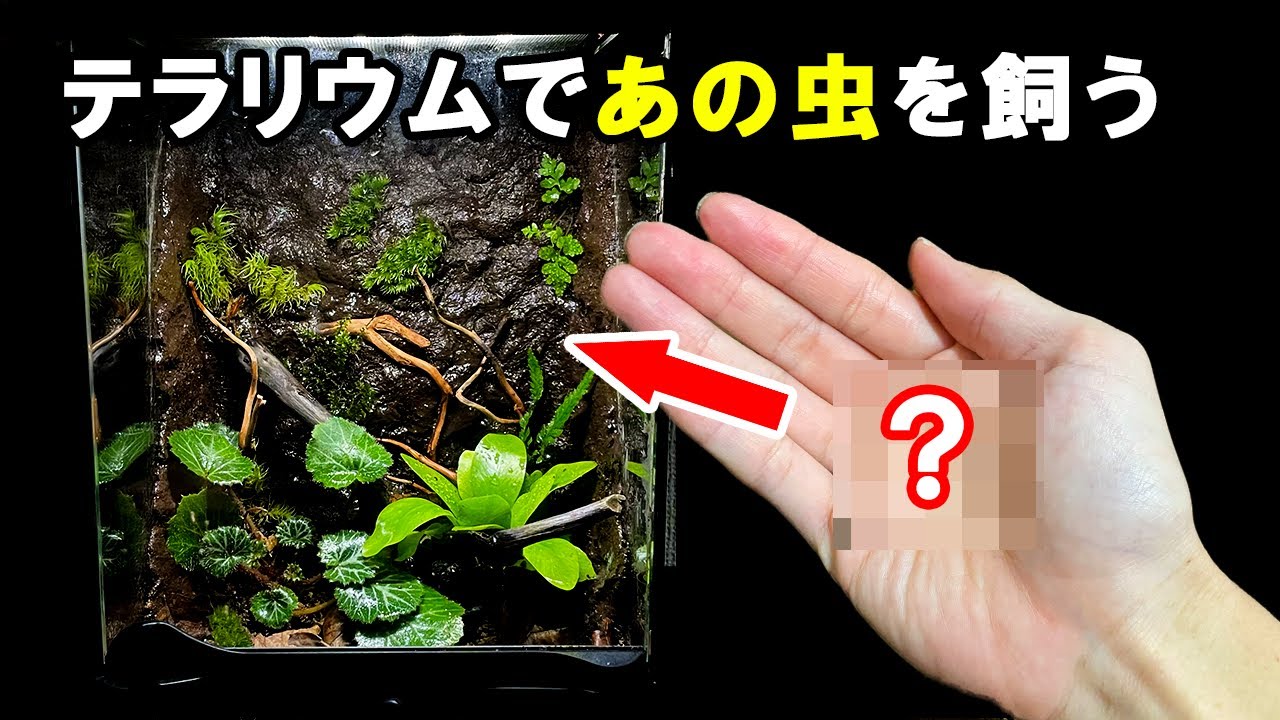 おしゃれなテラリウムを作って【あの虫】を飼う