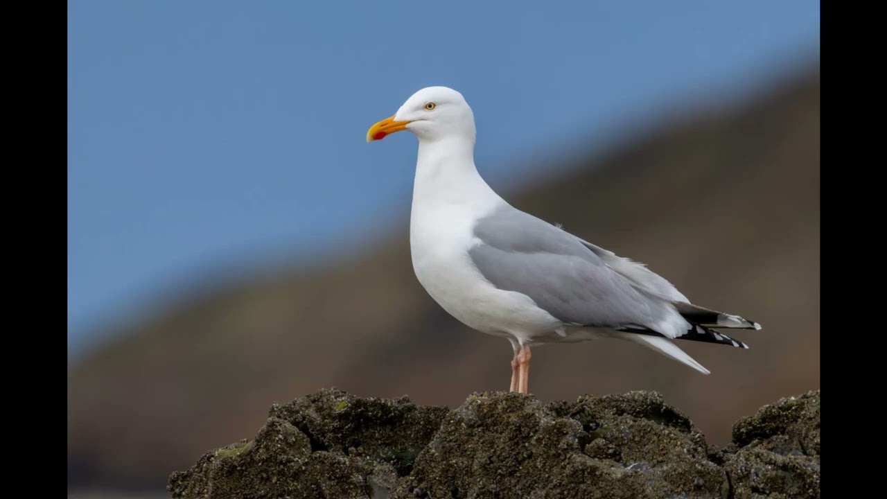 Seagulls Call Effect