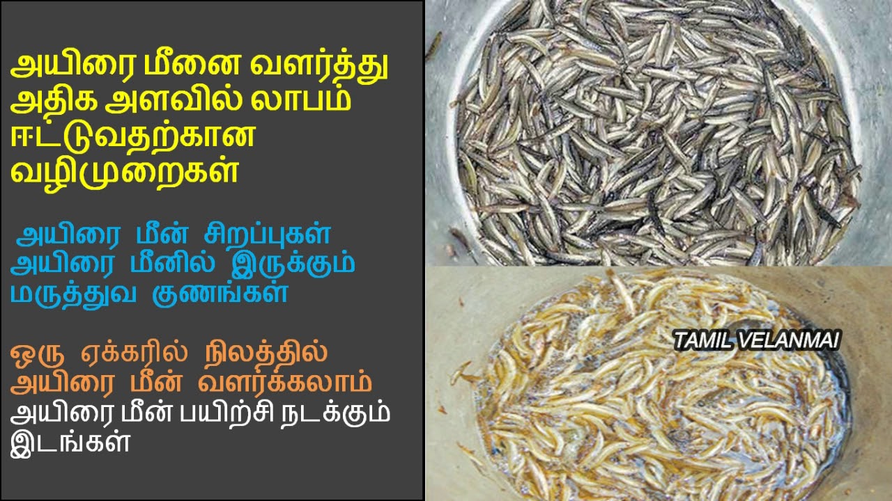 அயிரை மீனை வளர்த்து அதிக அளவில் லாபம் ஈட்டுவதற்கான வழிமுறைகள் | Ayira Meen Valarpu | Tamil Velanmai