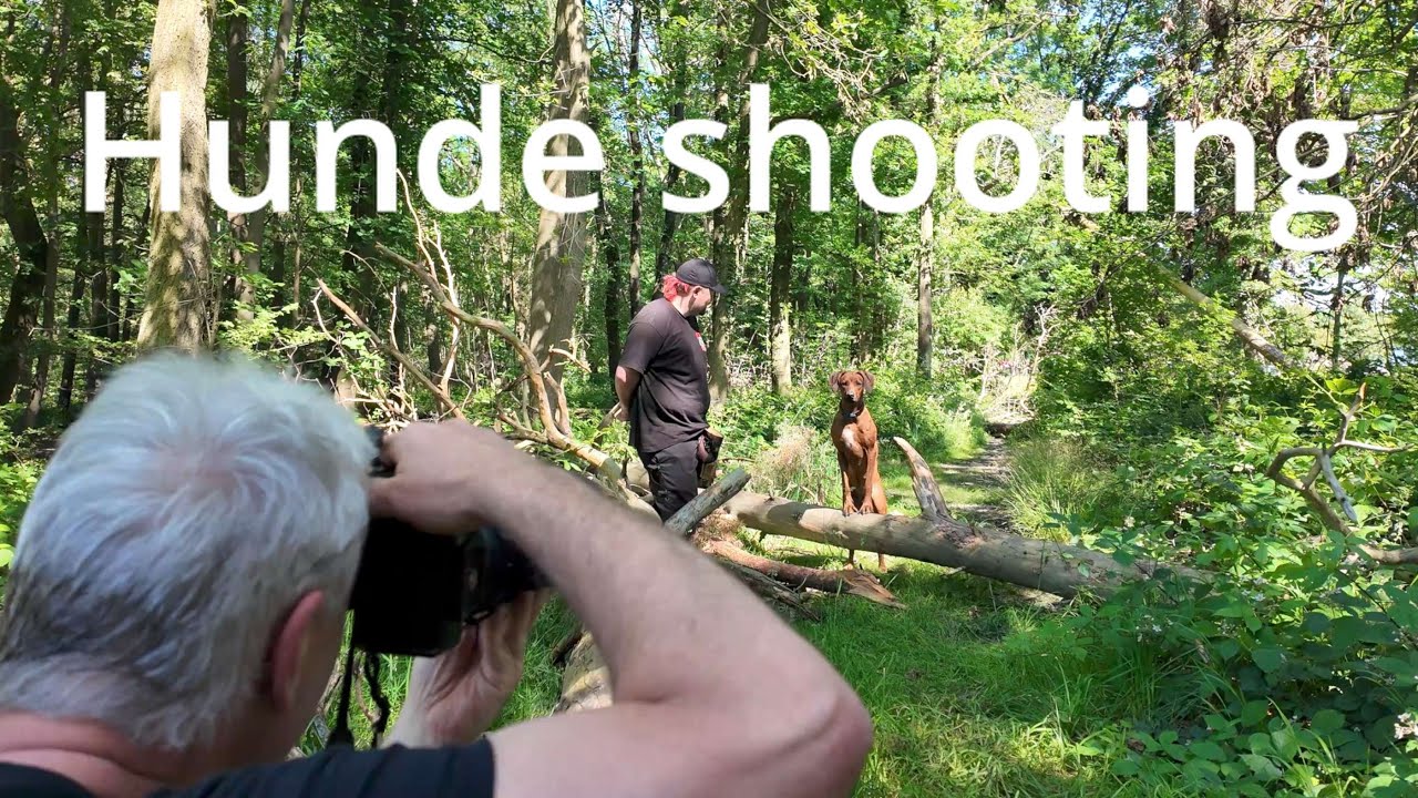 Hunde shooting