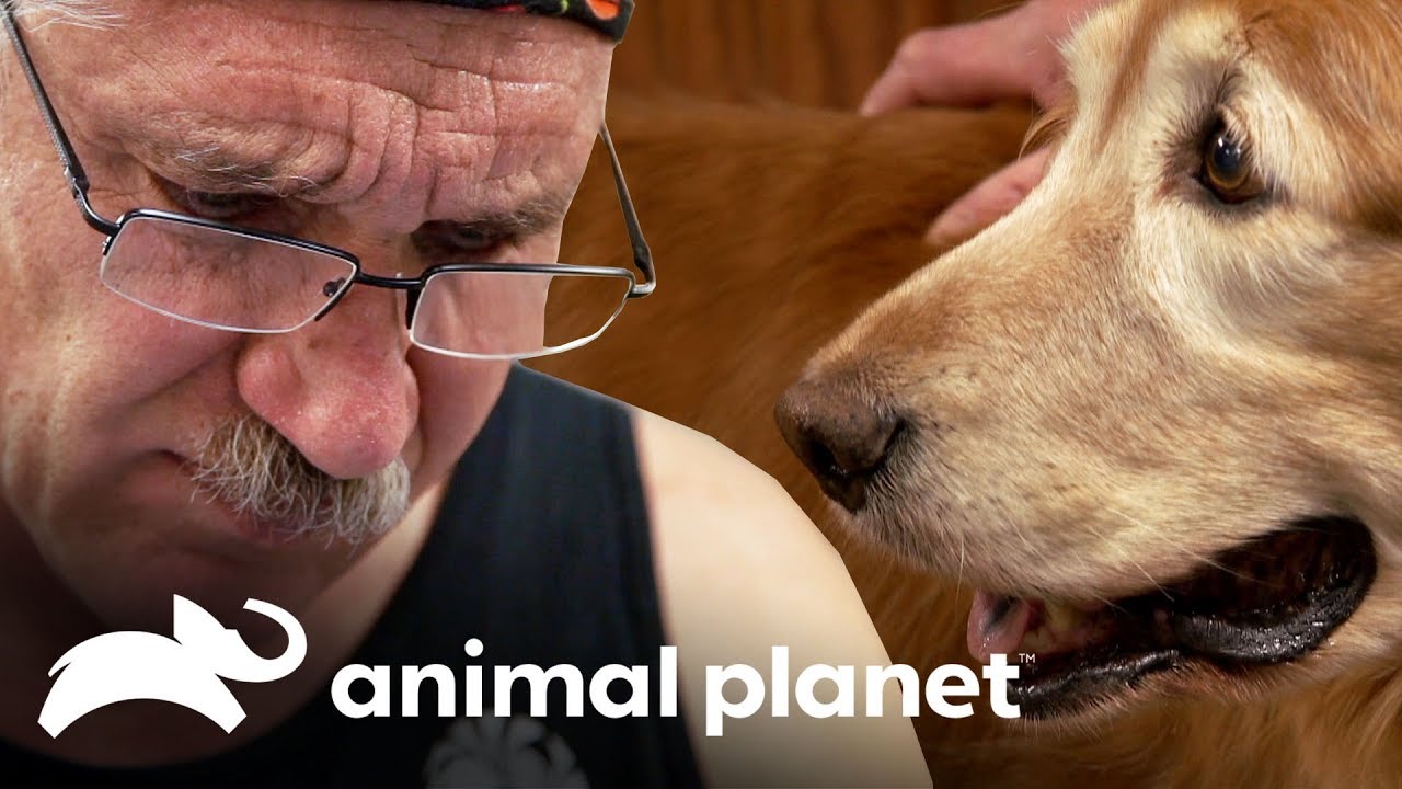 Dr. Jeff precisa remover o olho da cadela Abby | Veterinário das montanhas | Animal Planet Brasil