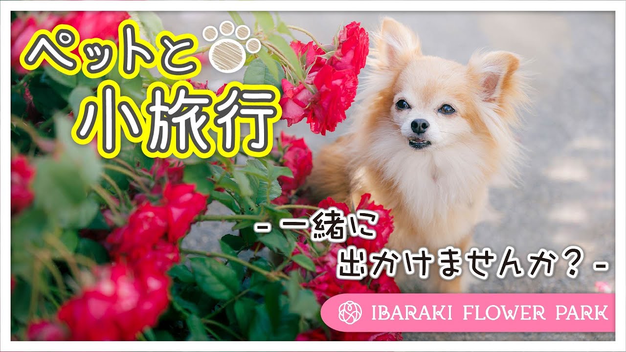 【ペットと過ごせるプチ旅行】バラシーズンに花と緑の楽園を満喫【いばらきフラワーパーク】