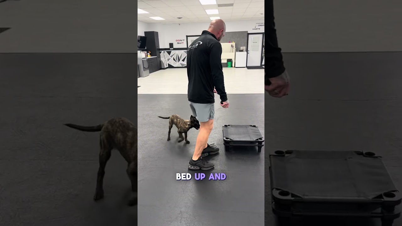 Puppy Foundation With E-FLO 