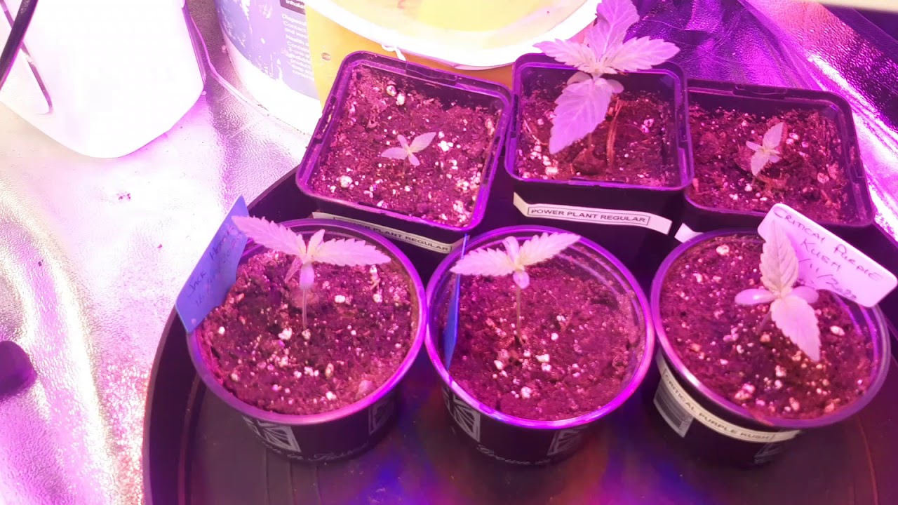 Gorilla Glue Autos, Week 4. Pre-flower and training under the #MarsHydro SP150