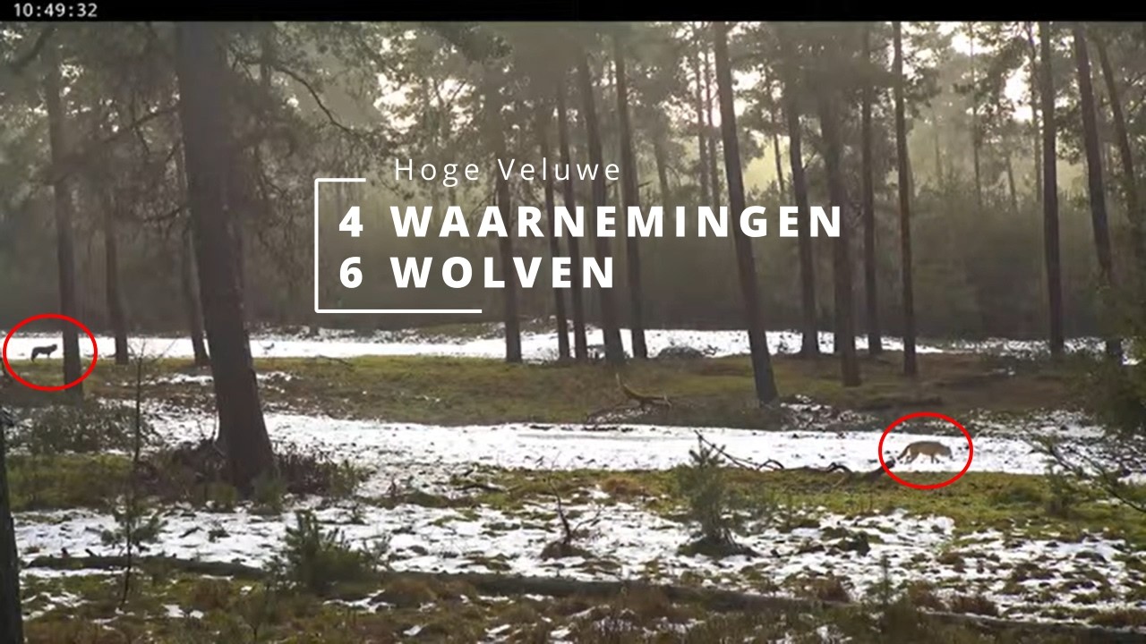 Wolven op de Hoge Veluwe Live Stream | compilatie