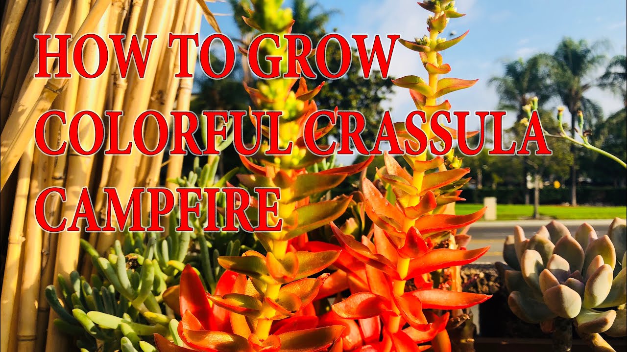 HOW TO GROW COLORFUL CRASSULA capitella ’CAMPFIRE’