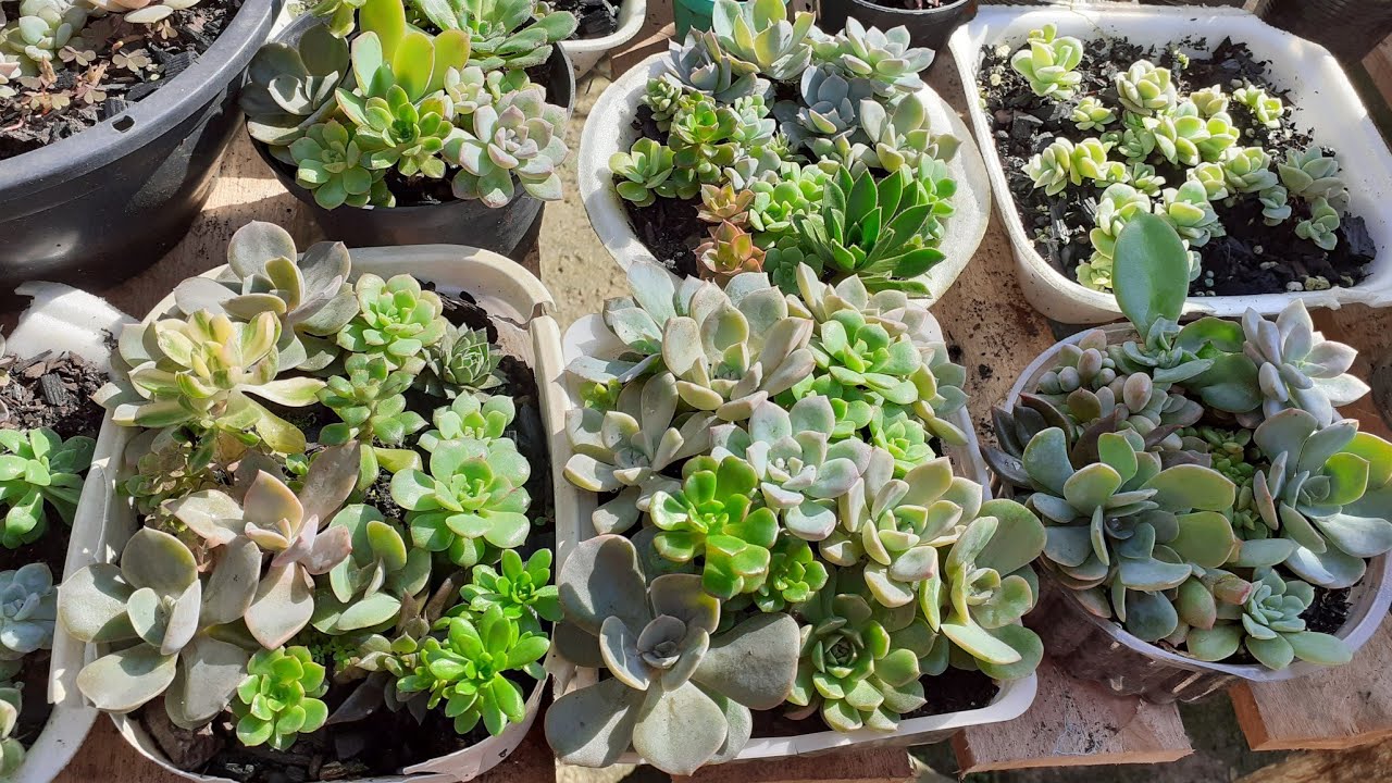 Meu berçário de suculentas produzidas por folha. Bebês cultivados na Chuva!Dá certo? Bebês saudáveis