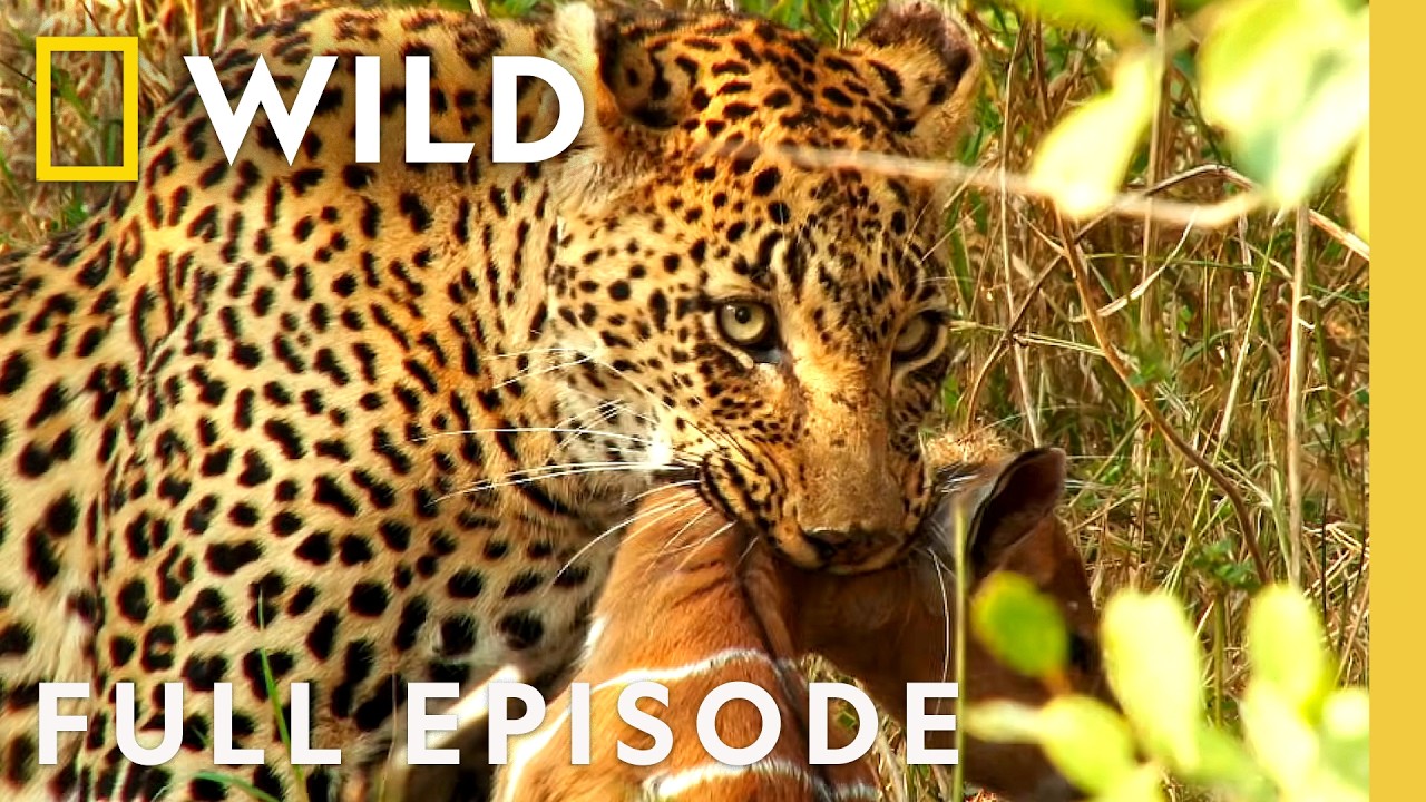 Lone Survivor (Full Episode) | Animal Fight Night Compilation | Nat Geo Animals