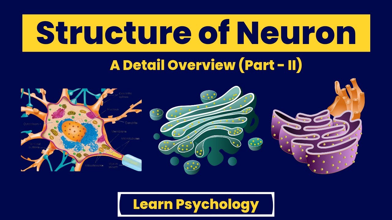 Structure of Neuron (Part-II) Physiology of Behaviour (Urdu/Hindi)