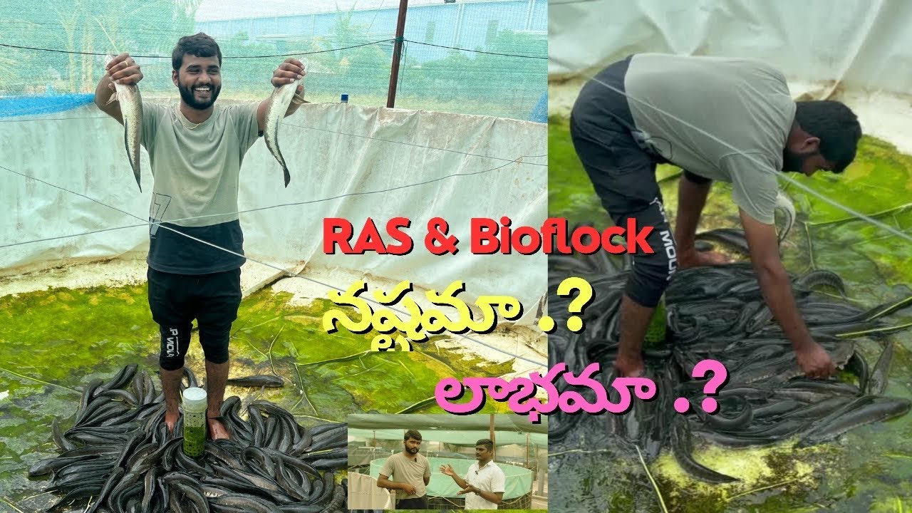RAS & Bioflock నష్టమా.?? లాభమా.??