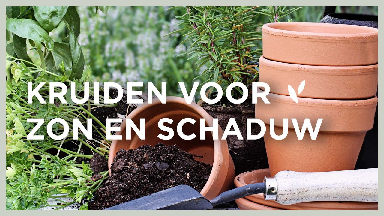 Kruiden kweken voor elke plek: zon & schaduw 🌱  | tijm, citroenverbena & peterselie! I Angelo Dorny