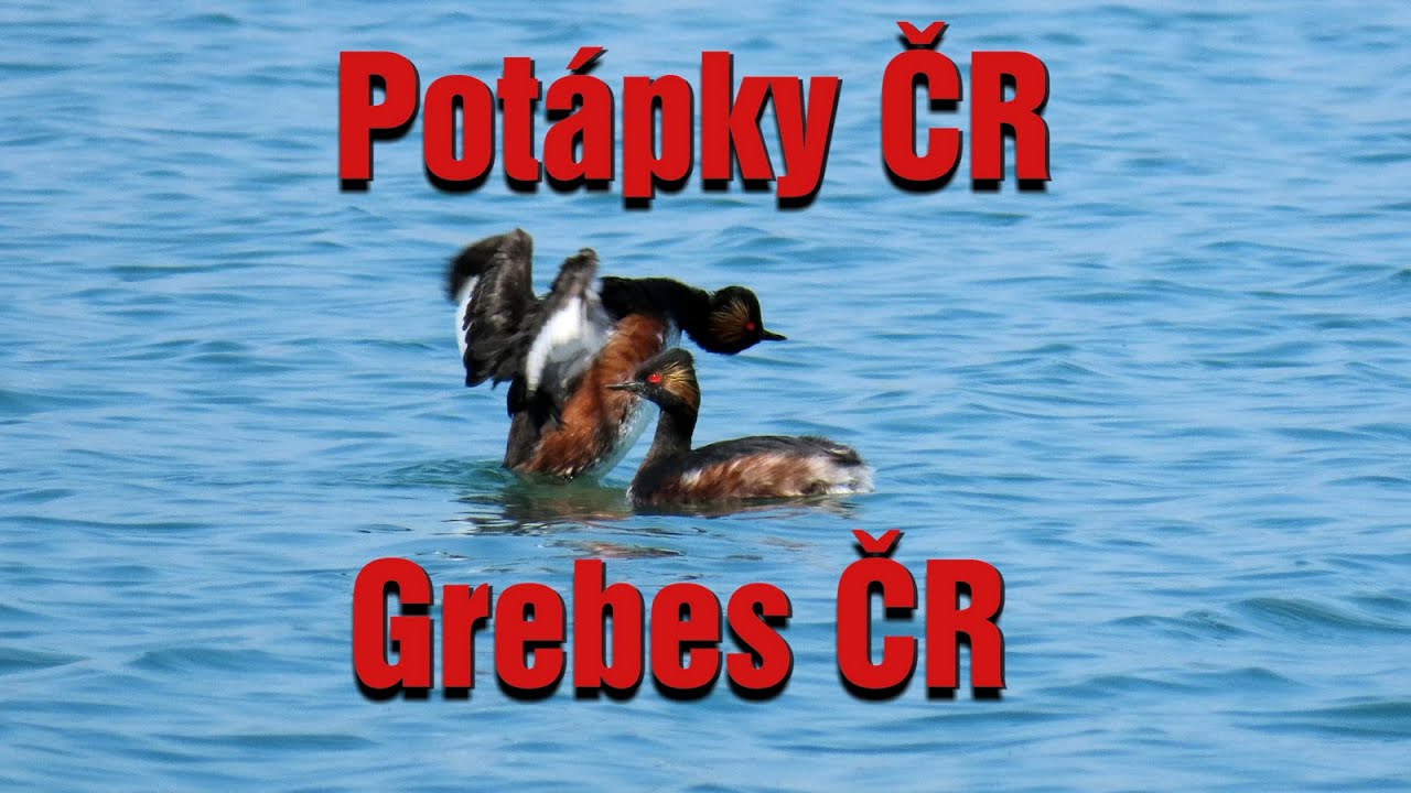 1571. Pot&aacute;pky ČR, Grebes ČR