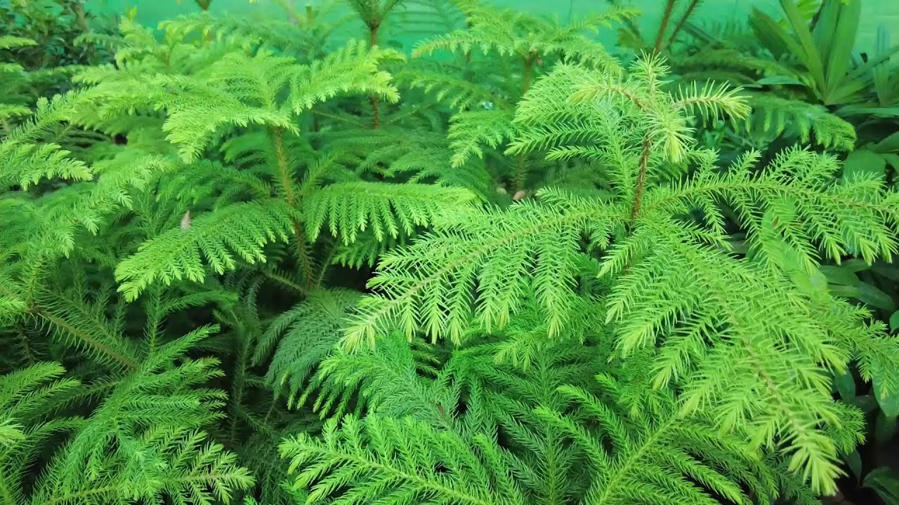 Araucaria, Beautiful house plant, Tips and Care inn Urdu/Hindi | Happy plants