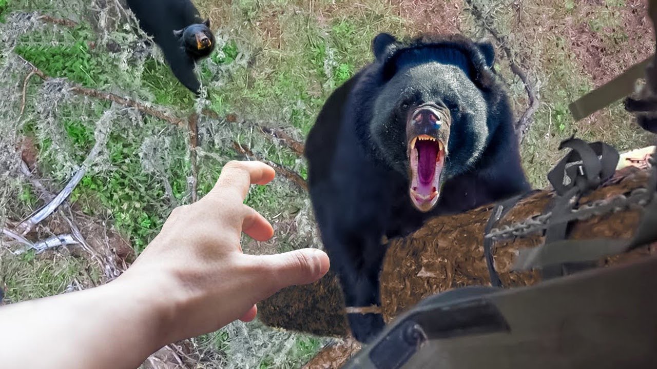 Случаи с Медведем, Которые Лучше не Смотреть Одному 4K
