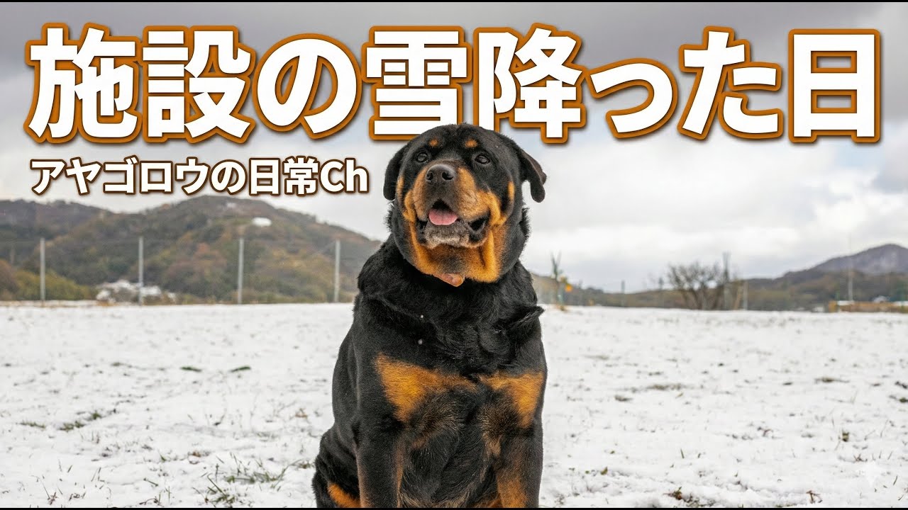 ロットワイラー権蔵くん雪ですよ〜！