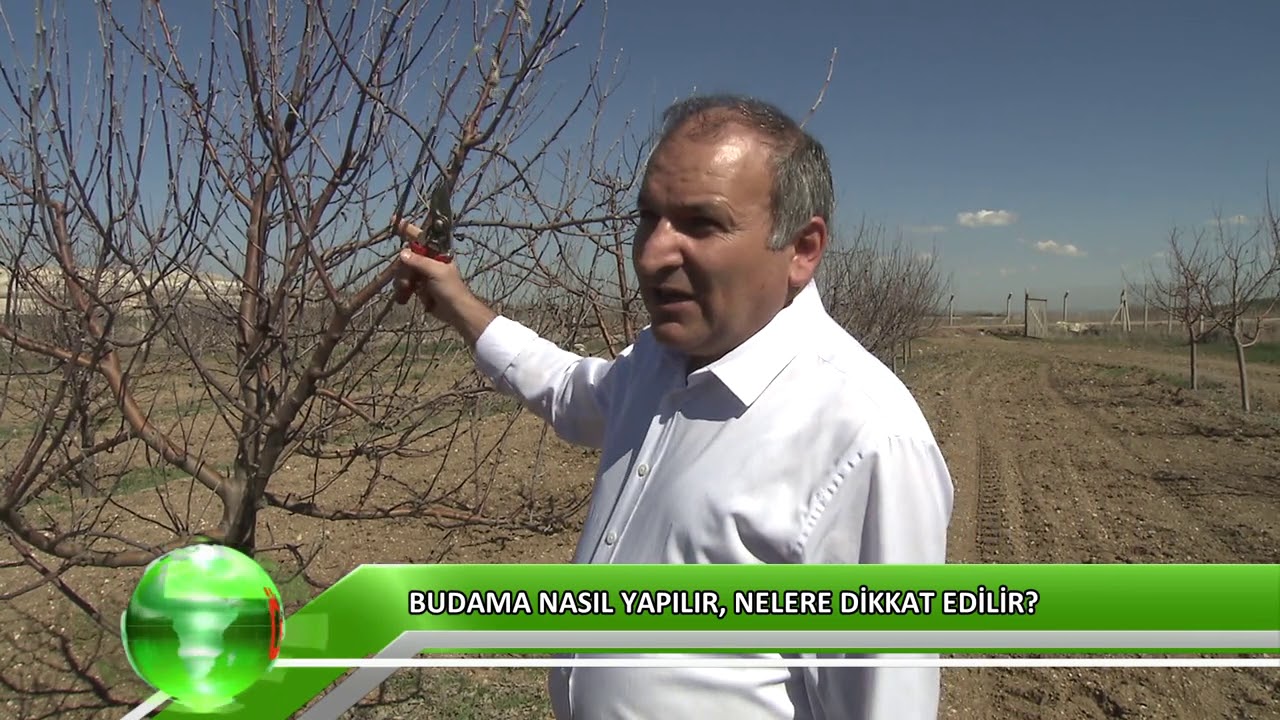 Budama nasıl yapılır, nelere dikkat edilir?