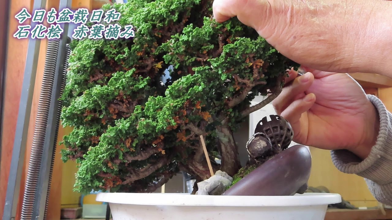 今日も盆栽日和　（石化檜＃３）赤葉摘み