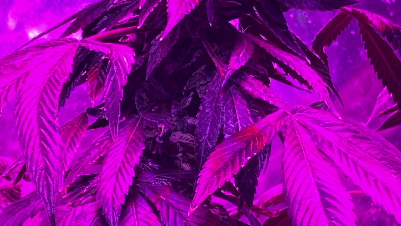 Bubba Kush Strain in flower Using Remo Nutrients