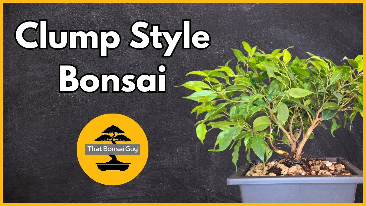 Making a Ficus Clump Style Bonsai