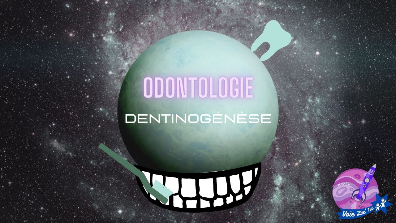TTR S2-[PASS/LAS]-UE(T3) / Odontologie - Dentinogenese 3