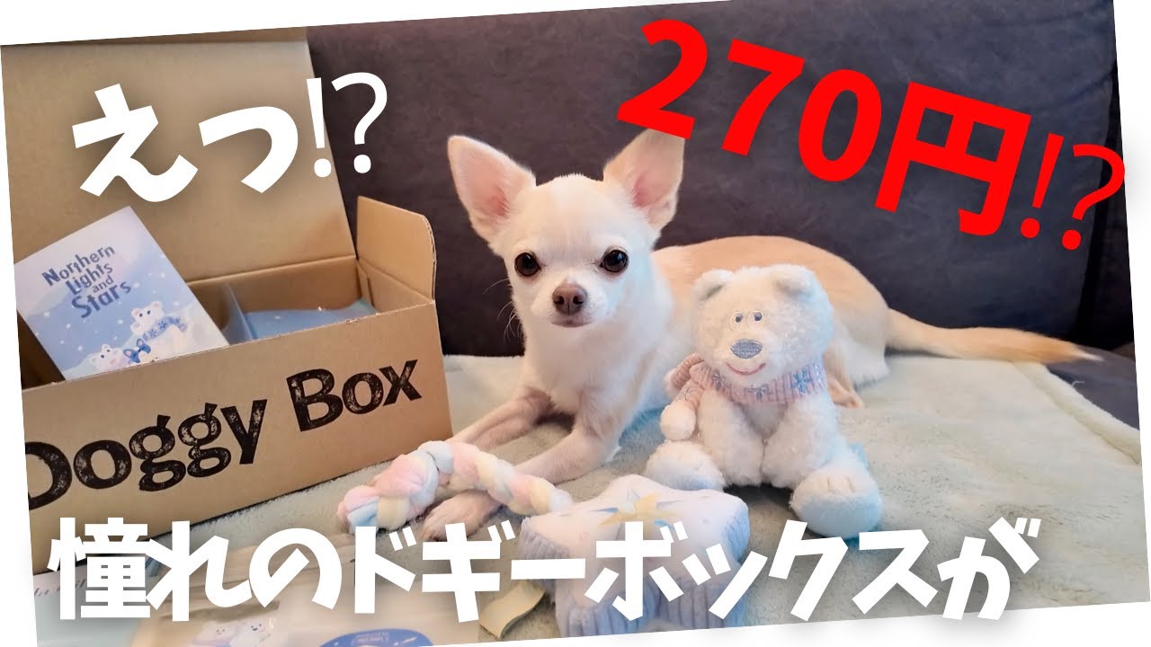 全ワンコを虜にするドギーボックスについて解説します！　【Doggy Box/開封/クーポンコード】