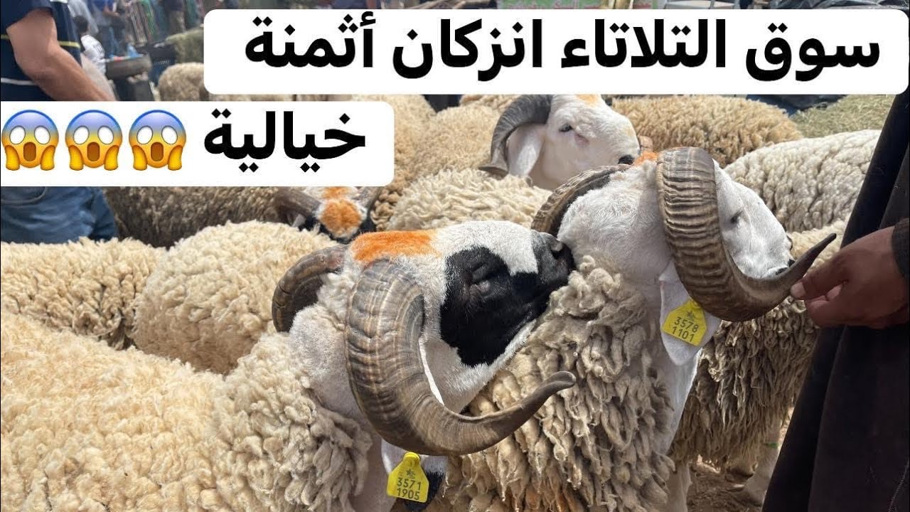 سوق التلاتاء انزكان سوق غالي كنت بغيت نشري لواحد سيد ولكن لقيت تمن غالي شوفو شحال كايقولو 🔥