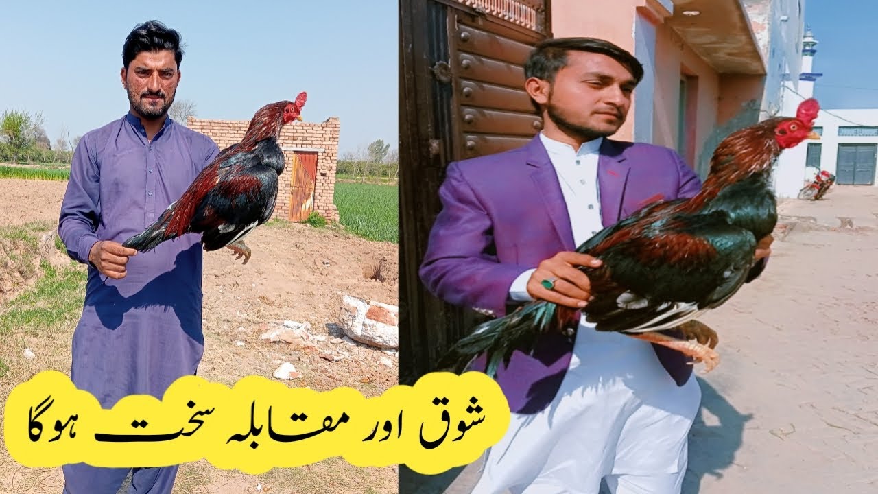 My New 5 Lakhiya Aseel Murga Baazi Shoq || Alam Sheri Ka Mukabla Baazi || Aseel Rooster Information