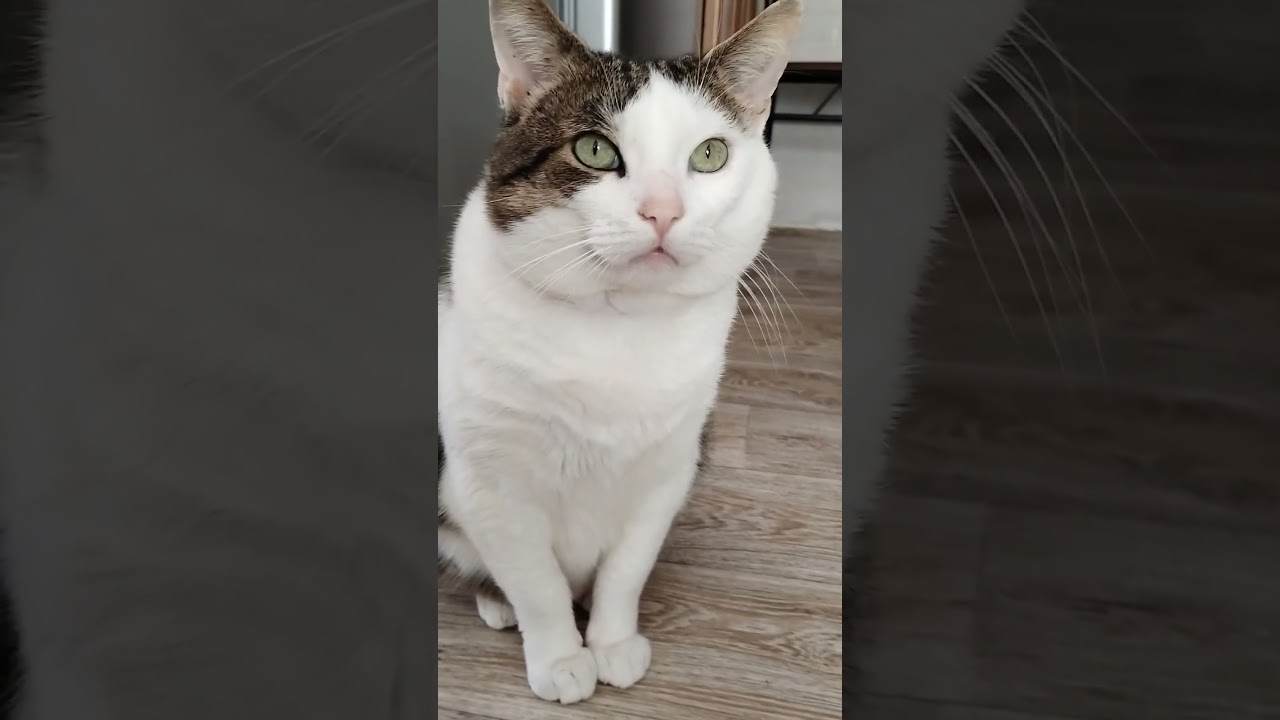 VID 20260312 130153272~2 #cat