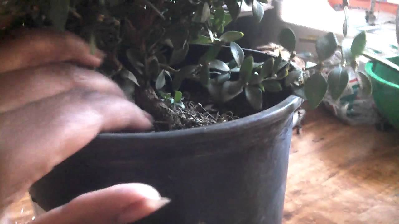 My new green velvet boxwood
