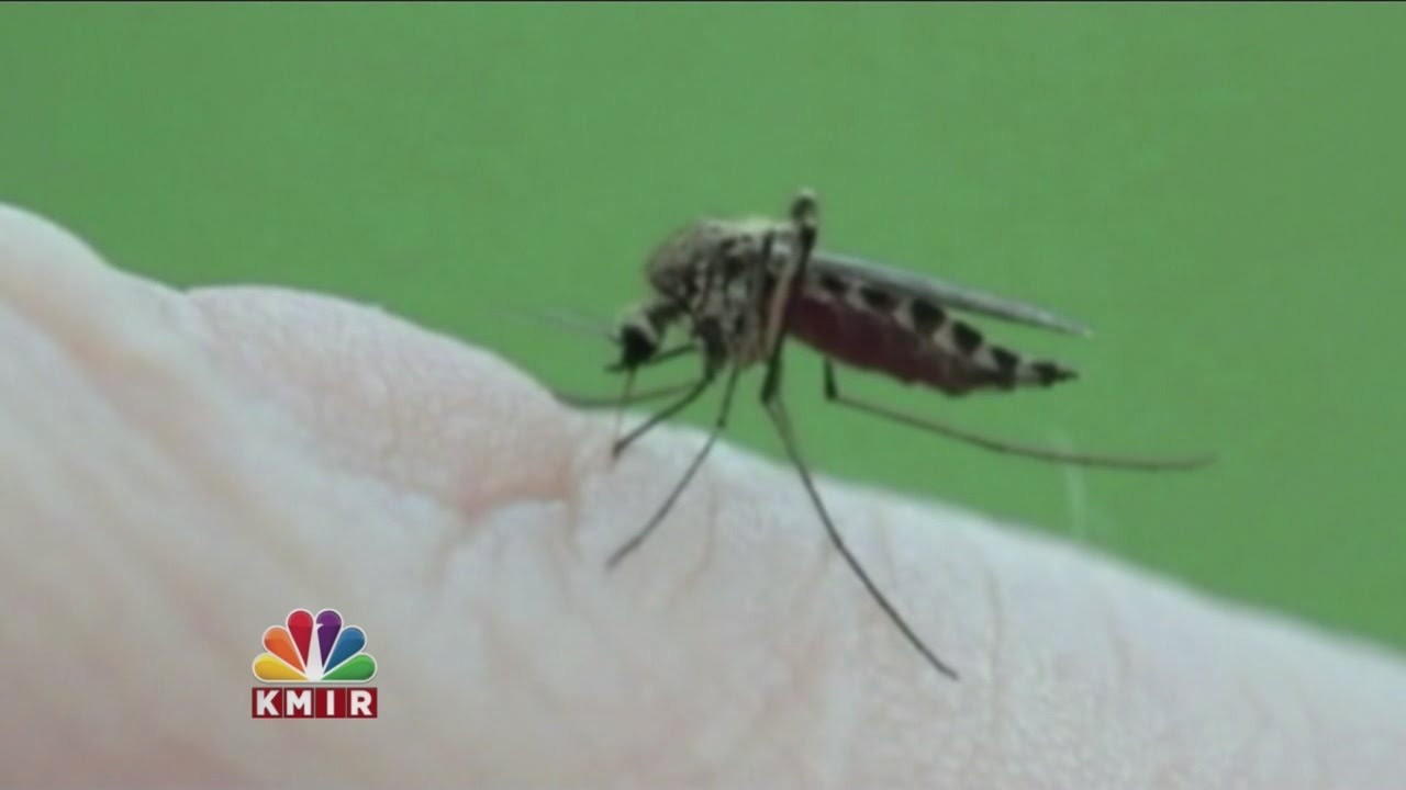 Protect Yourself During Peak Mosquito Season