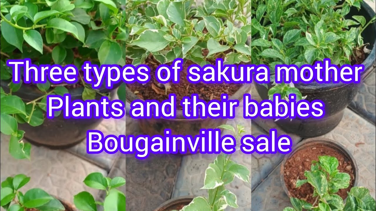 Three types of sakura baby plants #hybrid Bougainville online sale#youtube video 