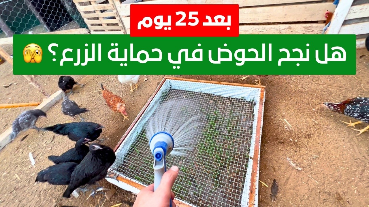 زرع وسط الدجاج… هل نجحت الفكرة أم انهارت؟!
