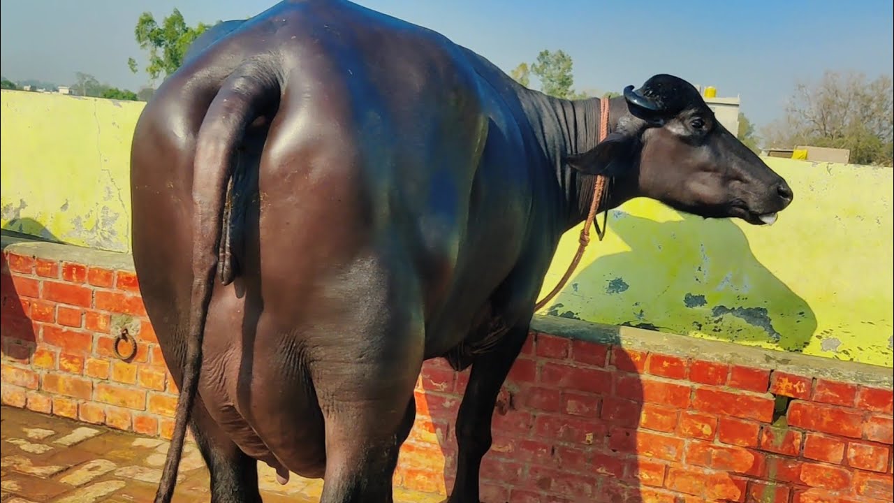December 8, 2023 Sukhbir Dhanda dairy farm के नये ओर पुराने पशुधन में से निकाली थी ये चैम्पियन झोटी