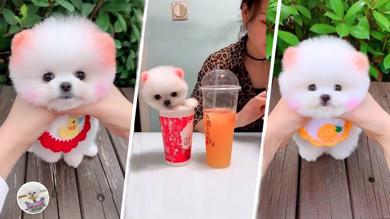 Funny and Cute Pomeranian 😍 Pomerania divertido y lindo | Tik Tok Mini perro Pomerania #2