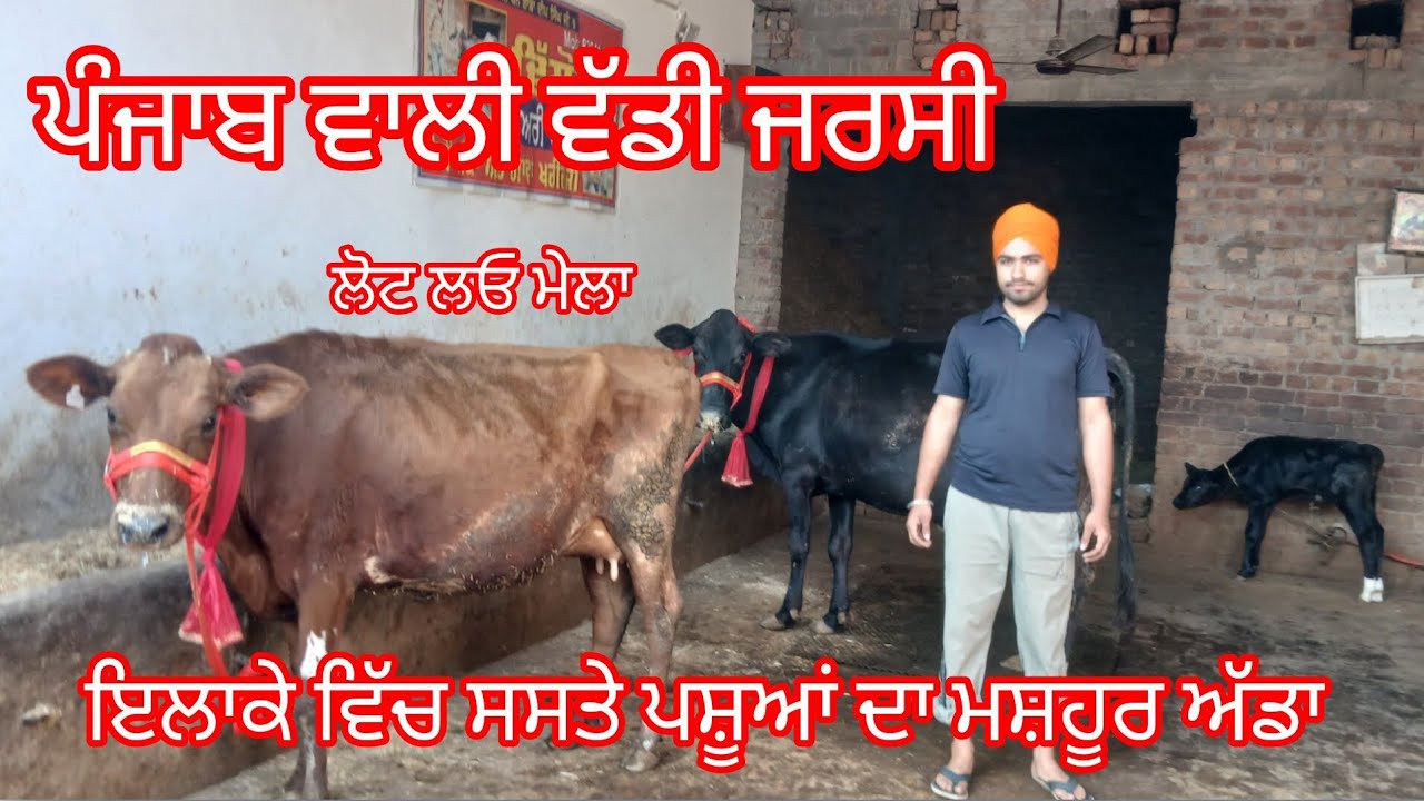 ਫੋਨ 8264142131 ਤਾਜ਼ੀਆਂ ਸੂਈਆਂ ਦੋ ਵੈੜਾਂ ਮਾਰਕੀਟ ਨਾਲੋਂ ਘੱਟ ਰੇਟ /cow for sale /cheema dairy farm 