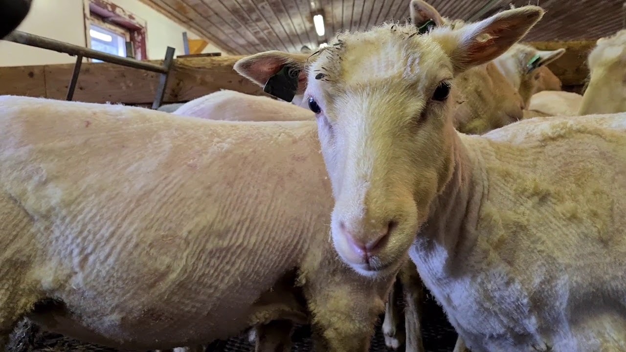 Sheep shearing and feeding in the farm | Farming in Norway