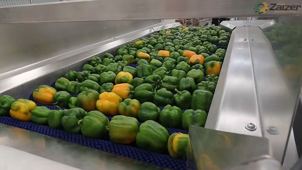 Clasificadora de Pimiento Morrón -  Guanajuato México - Zaizer Uruapan