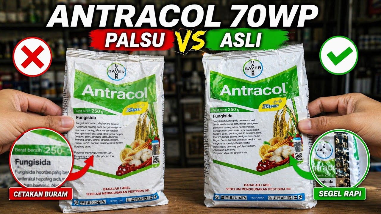 Antracol ✅Asli vs ☠️Palsu Perbedaan Kemasan Fungsida 