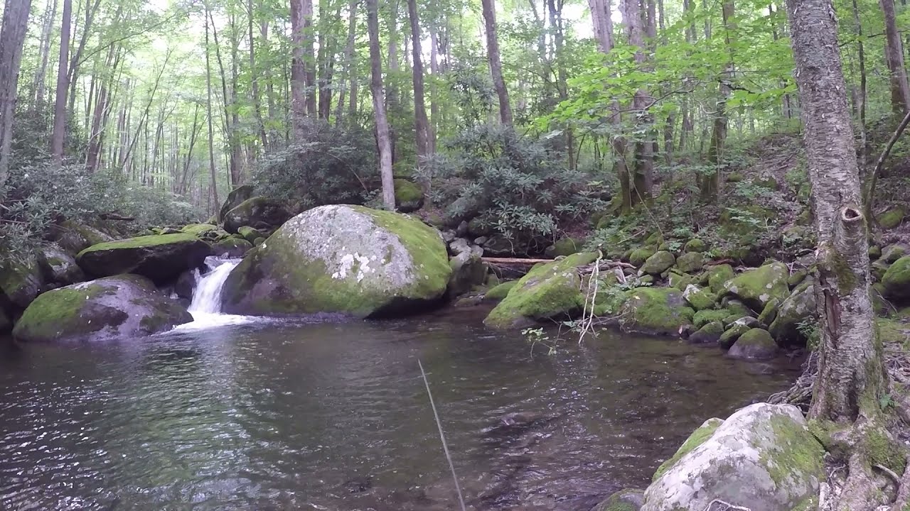Great Smoky Mountain Trout Fishing TN - Lynn Camp Prong