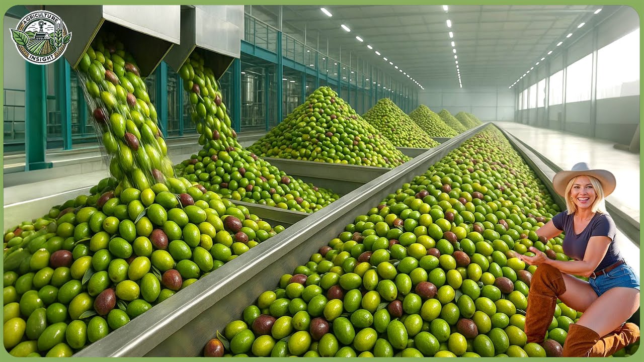 How Olive Oil Is Made – Incredible Olive Processing To Produce Olive Salted, Soap & Oil In Factory