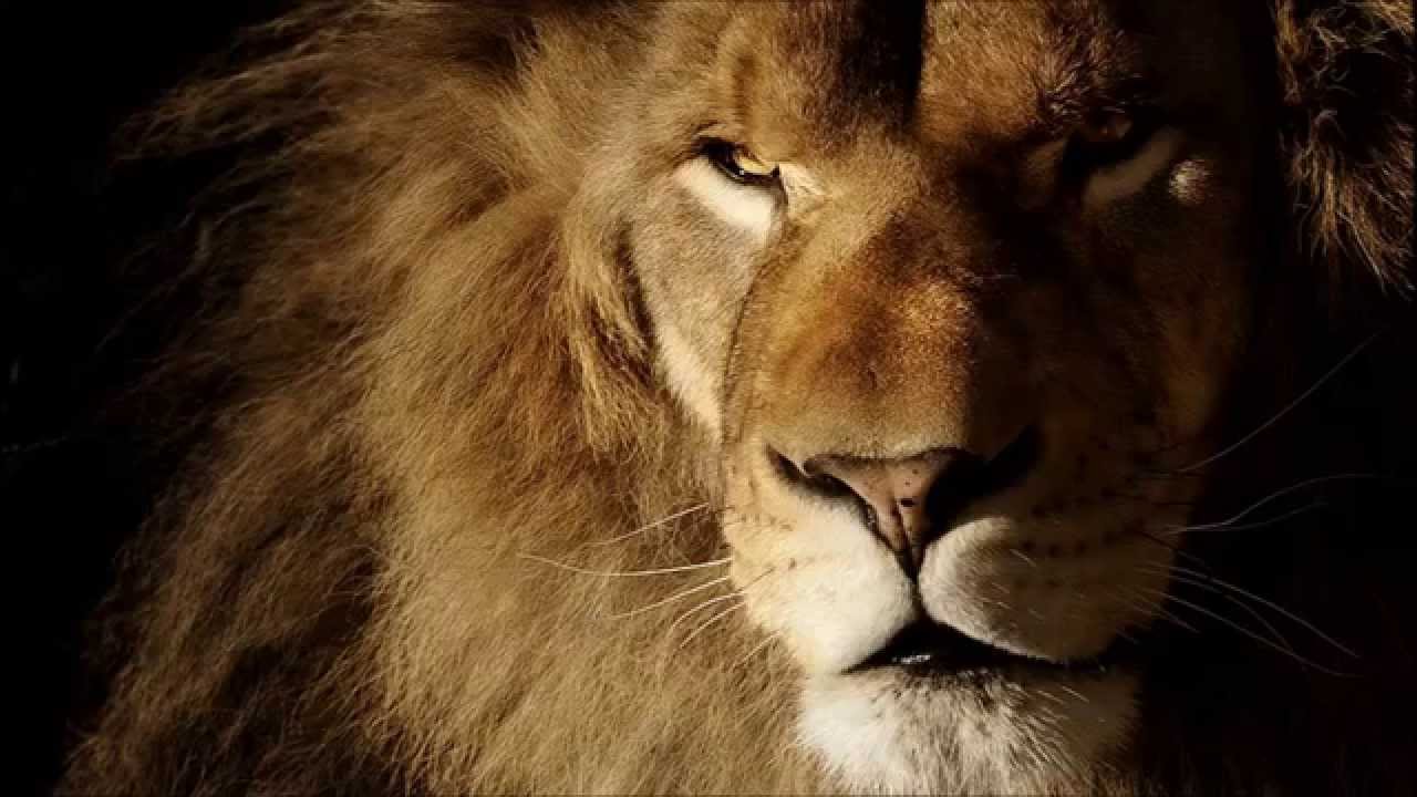 Strašan lav (Awesome Lion)