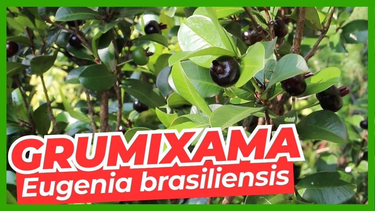 Conheça a Deliciosa Grumixama (Eugenia brasiliensis) com Harri Lorenzi | Jardim Botânico Plantarum