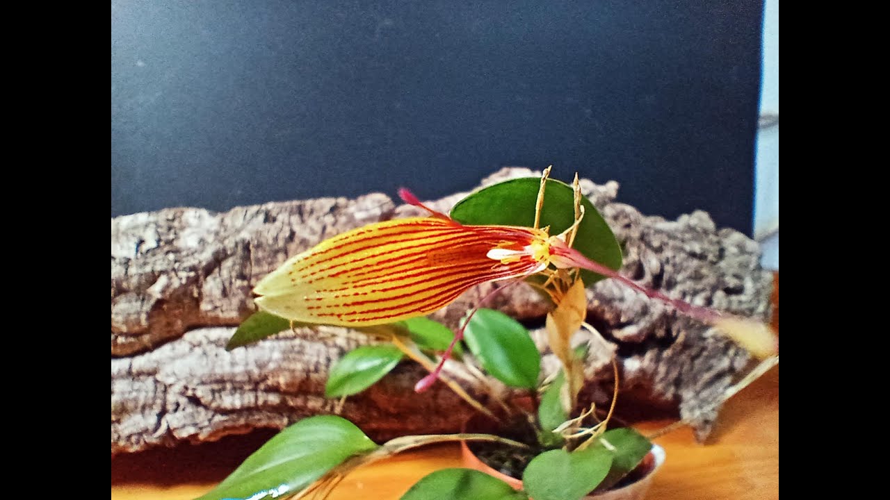 ORQUIDEA RESTREPIA trichoglossa |ORQUIDEA PARA TERRARIO  #orquideas #tronco