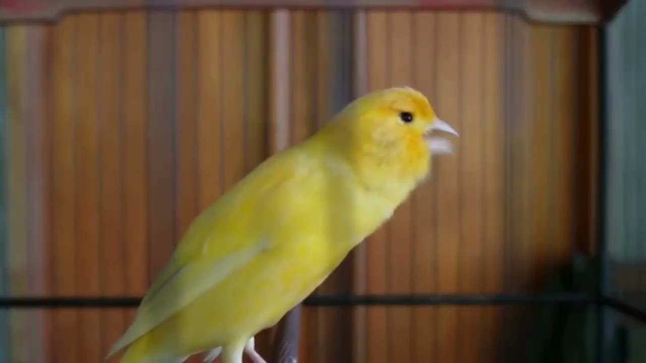 Perfect Pitch: Belgian Canary Vocal Exercise