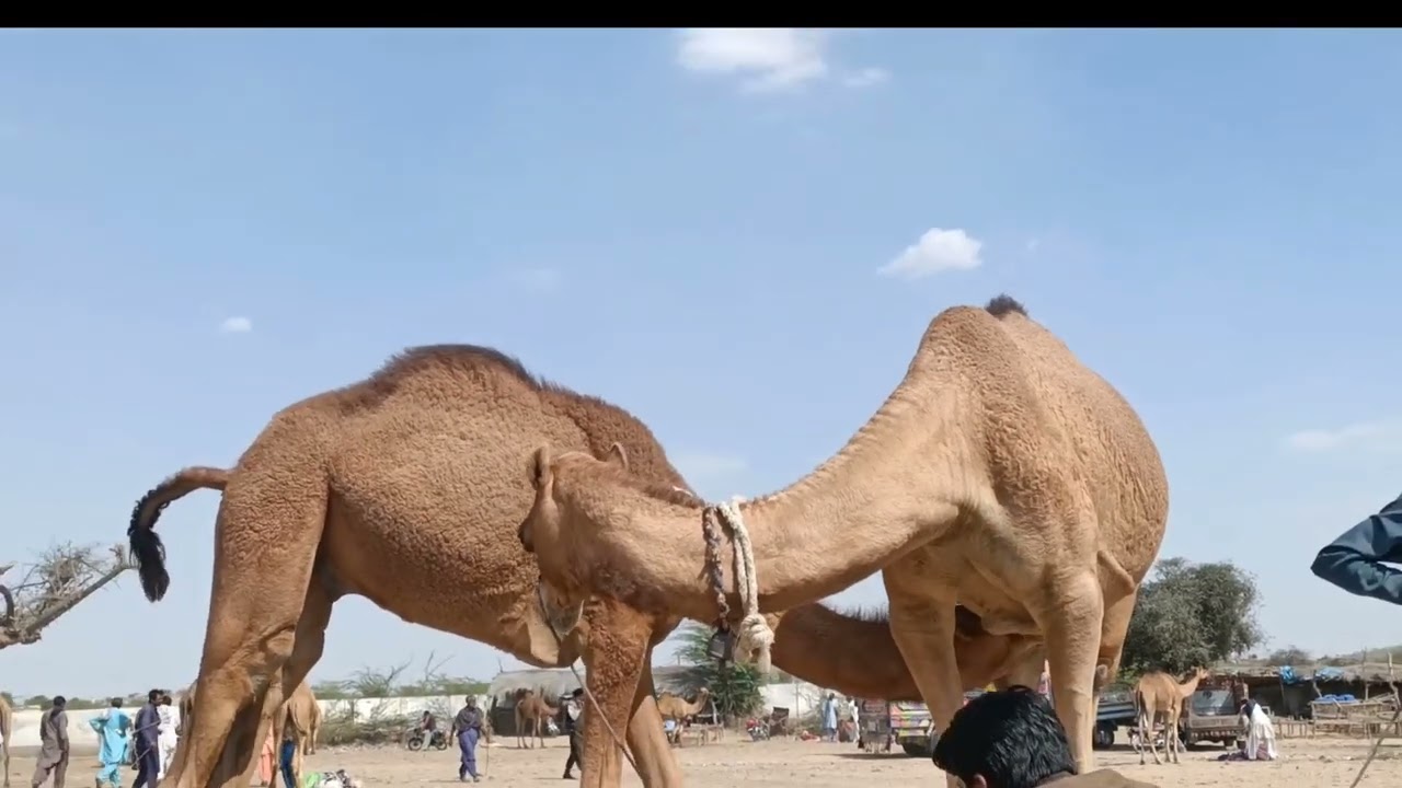 A Calf (Baby Camel) Drinking Milk | Desert Camel | Animals Of Thar