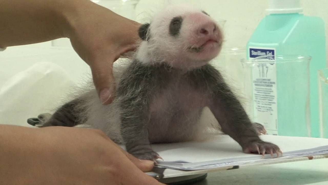 Pairi Daiza (Belgium)- Panda cub is one month old!