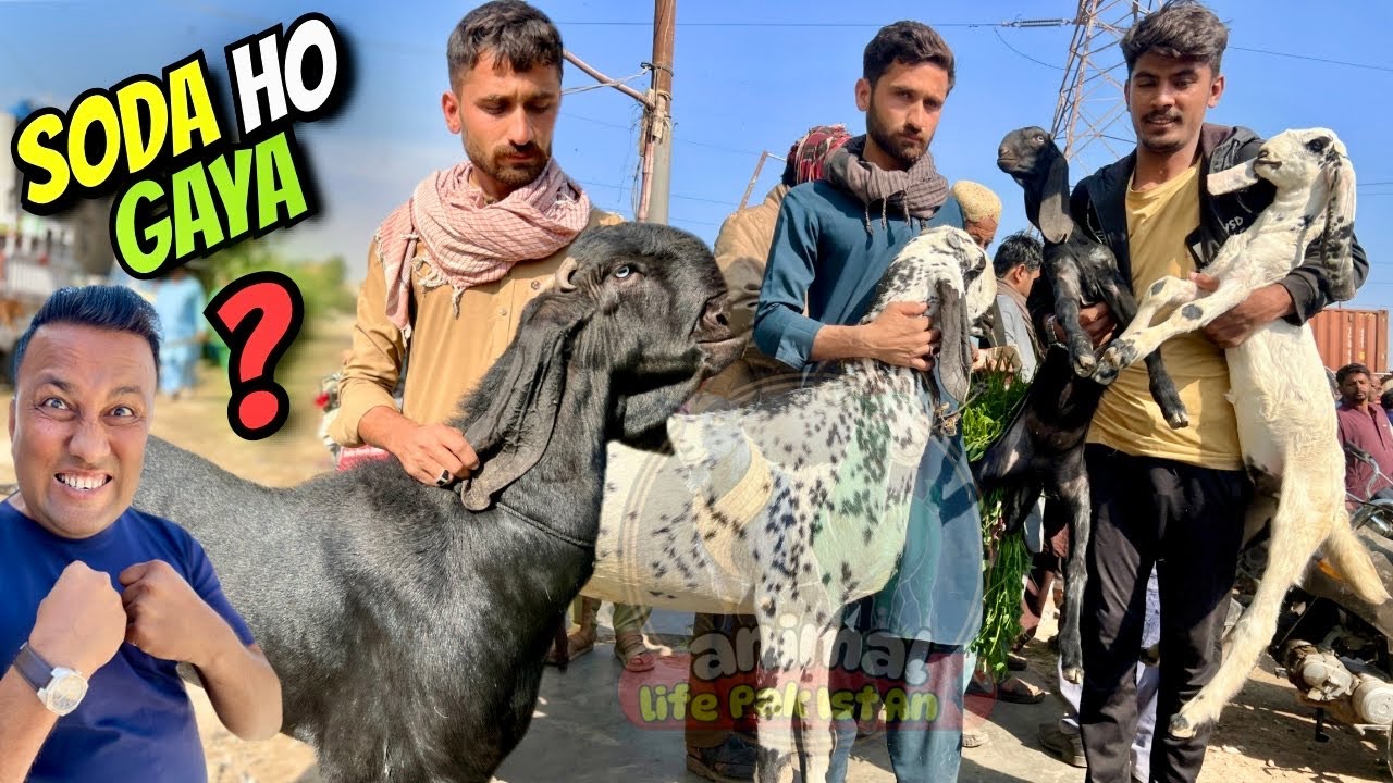 Bhains Colony Bakra Mandi Latest Rates Update 😱 | 4 February 2026 | Bakra, Dumba, Khassi Prices 🐐💰 